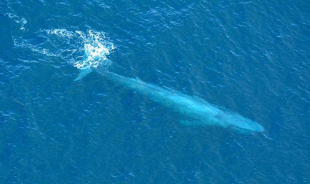 Large Blue whale as seen from above/Une grande baleine bleue, vue de haut