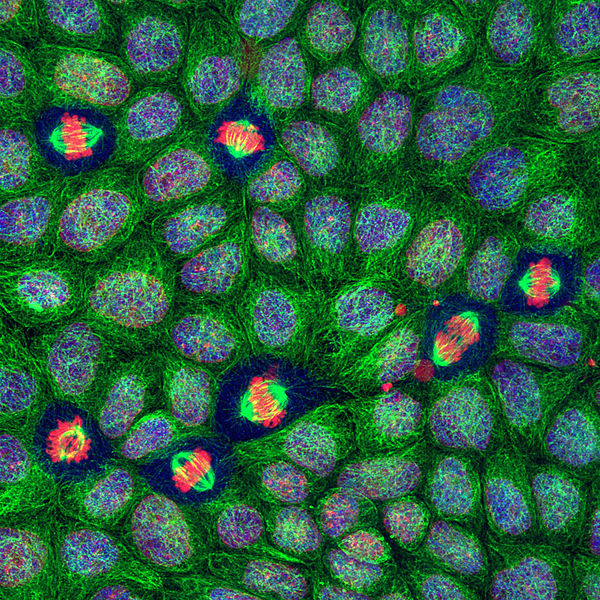 Mitose des cellules rénales