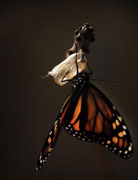 Papillon monarque nouvellement émergé