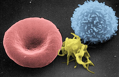 Image en microscopie électronique à balayage d’un globule rouge (à gauche), d’une plaquette (au centre) et d’un lymphocyte T (à droite) 