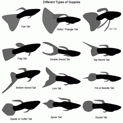 Les queues et les nageoires des guppys présentent différentes formes et tailles 