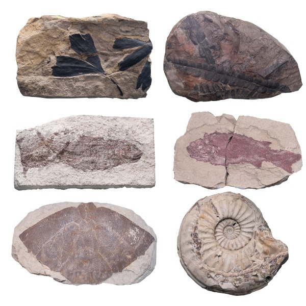 plantes et animaux fossiles