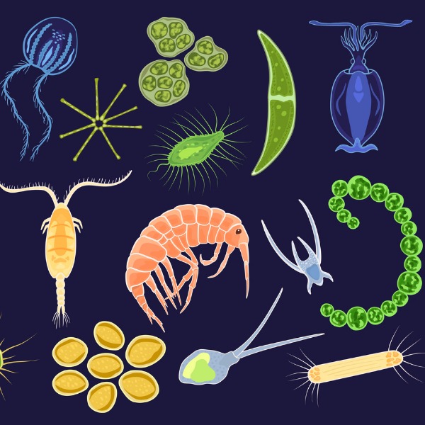 différents microorganismes marins tels qu’on les voit au microscope