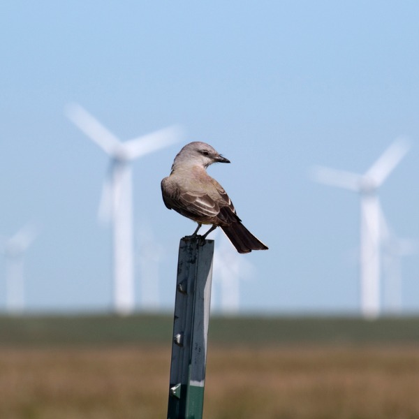 Oiseau près d'un parc éolien