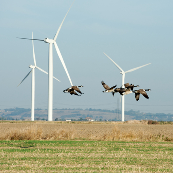 Oiseaux volant à proximité d'un parc éolien