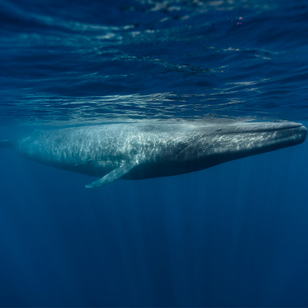 Baleine bleue nageant