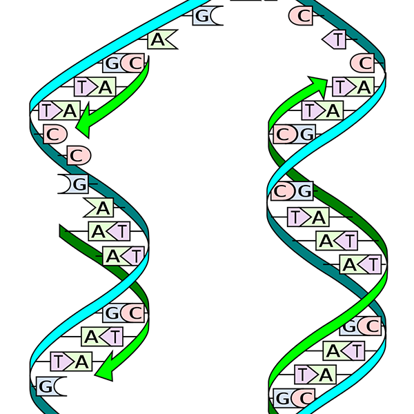 Décompression de l'ADN