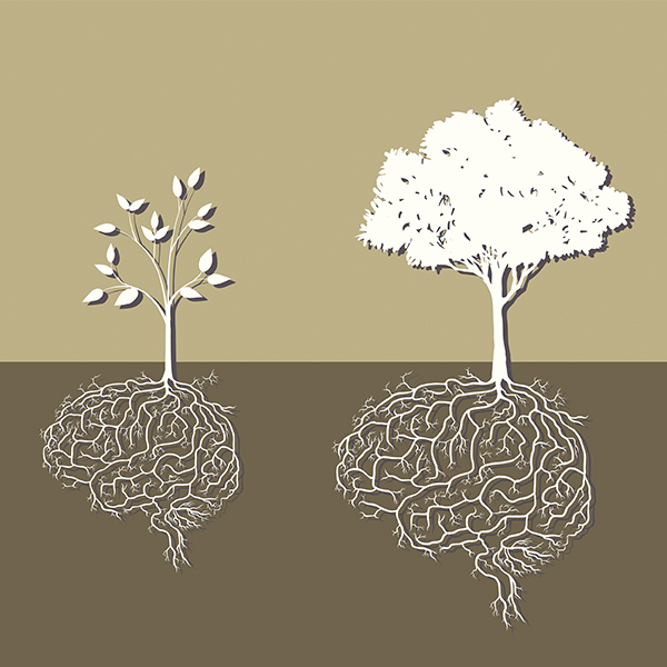 Comme les arbres, les cerveaux grandissent et se développent