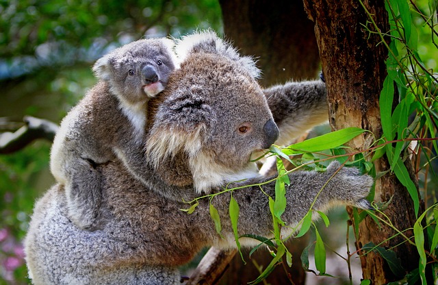 Mère koala avec son bébé 