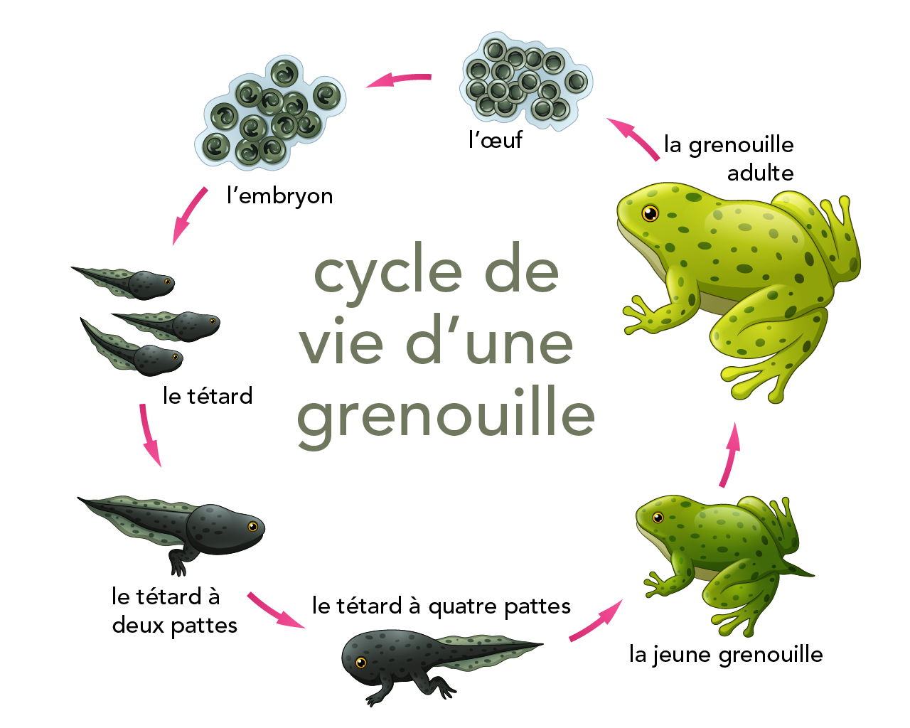 Le cycle de vie d’une grenouille