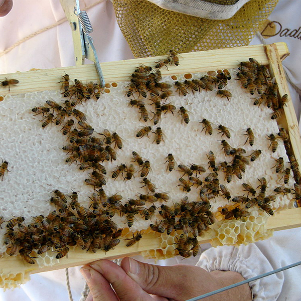 les abeilles au travail