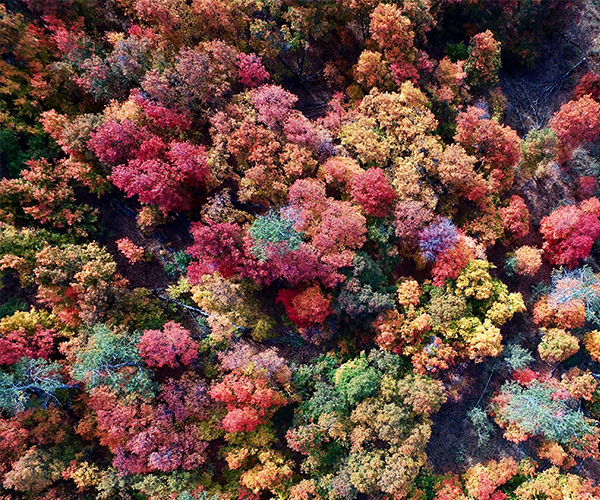 Vue aérienne des arbres d'automne