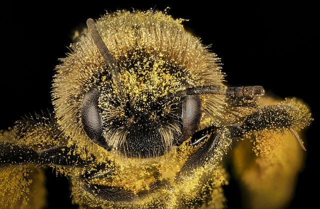Bee covered in pollen/Abeille couverte de pollen