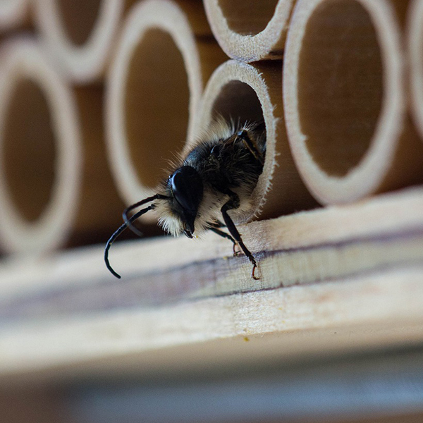 Une abeille sort d’un abri pour abeille
