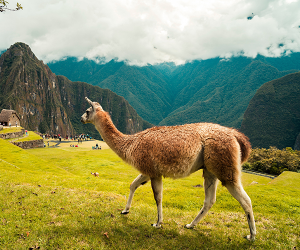 Lama au Pérou 