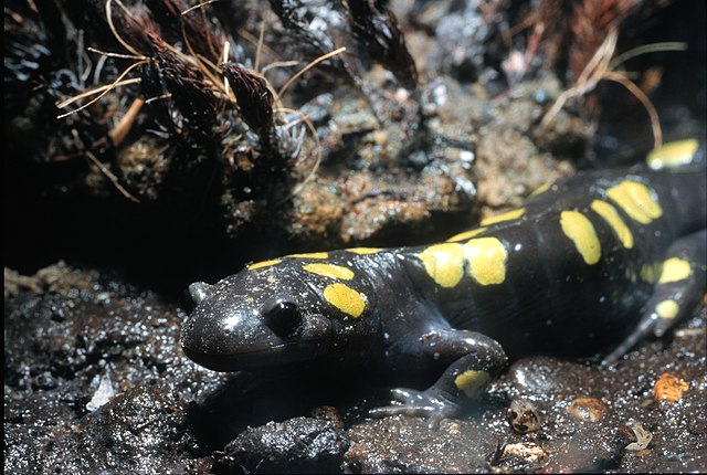 Salamandre maculae