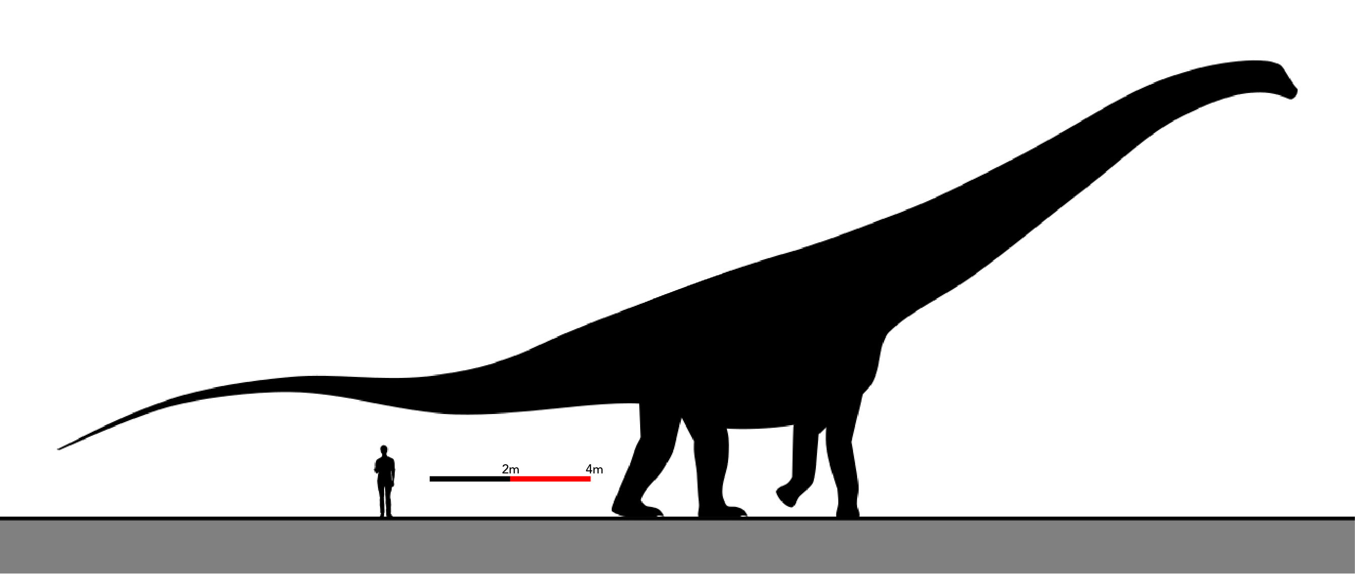 Graphique illustrant les tailles relatives d’un argentinosaurus huinculensis et d’un être humain 