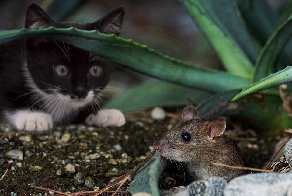 Chat chassant une souris