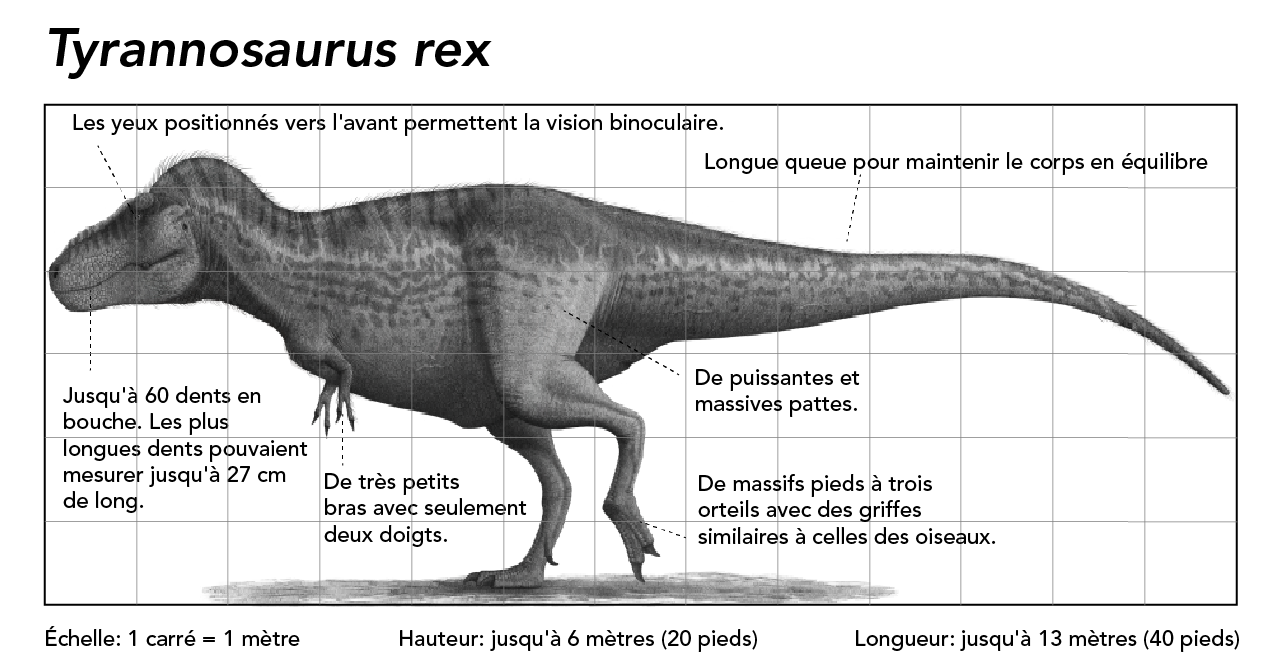 Tyrannosaurus rex graphique