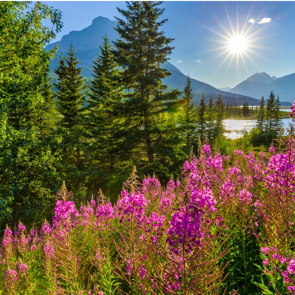 Les plantes du parc national Banff