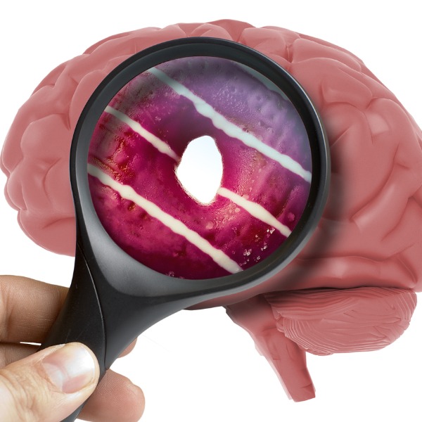 Cerveau humain analysé avec une loupe qui met l’accent sur l’image d’un beignet à l’intérieur de la lentille grossissante