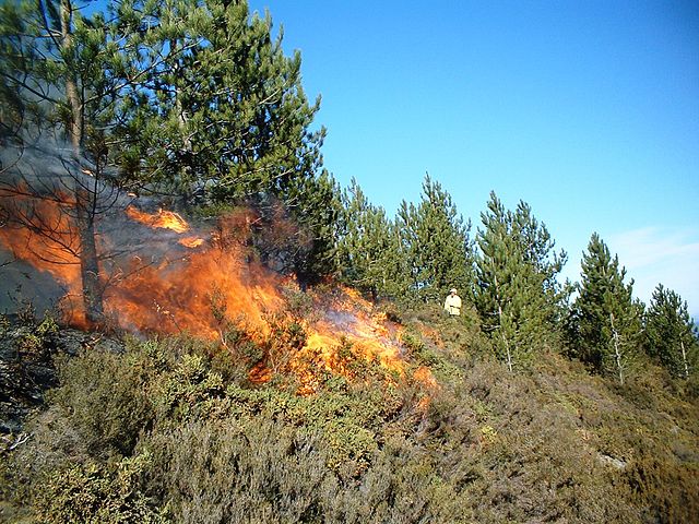 A prescribed burn in a pine forest