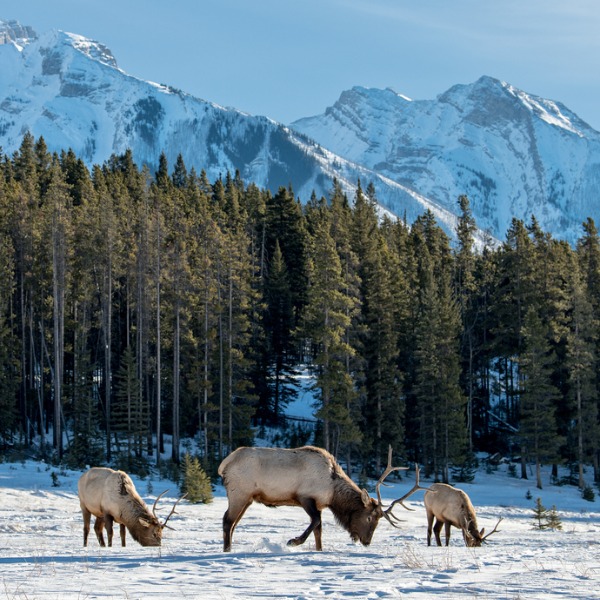 Wild elk in boreal forest, Banff National Park 