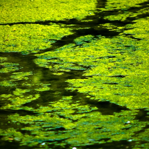 Des algues flottant sur un étang
