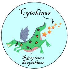 Des substances inflammatoires appelées cytokines sont libérées