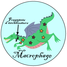 Les macrophages, tels des dragons, engouffrent et détruisent les envahisseurs