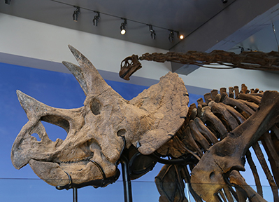 Squelette d’un tricératops dans un musée