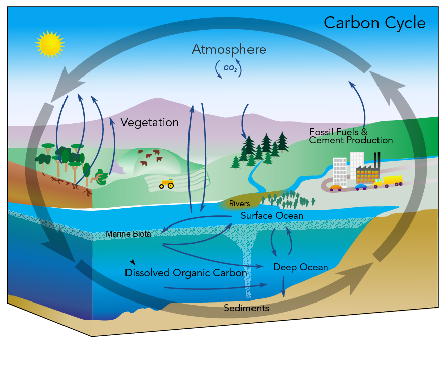 Illustration of the carbon cycle (NASA)