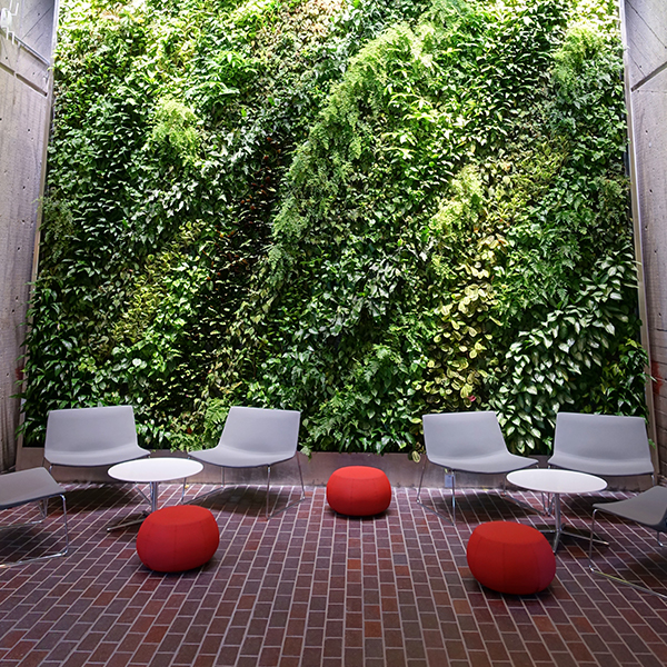 Mur végétal à l'université de Harvard