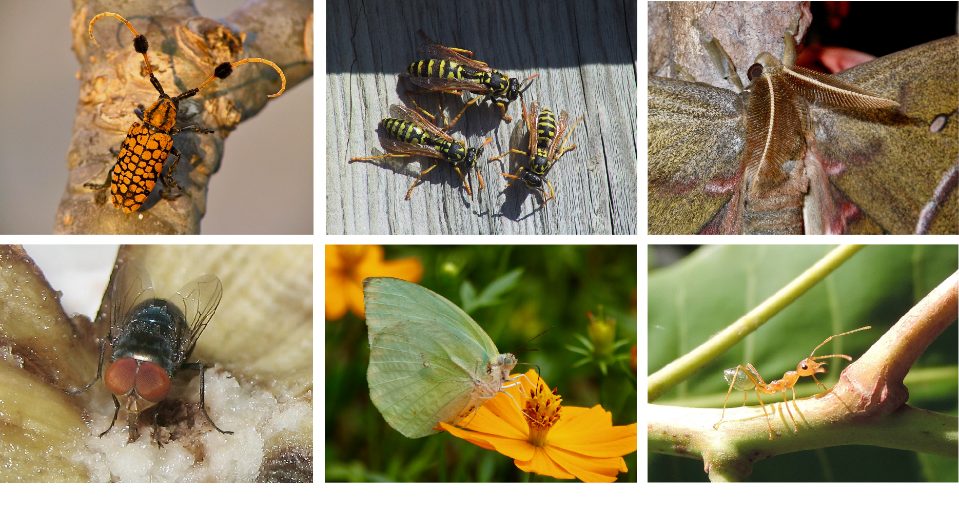 Variety of pollinating insects/Insectes pollinisateurs