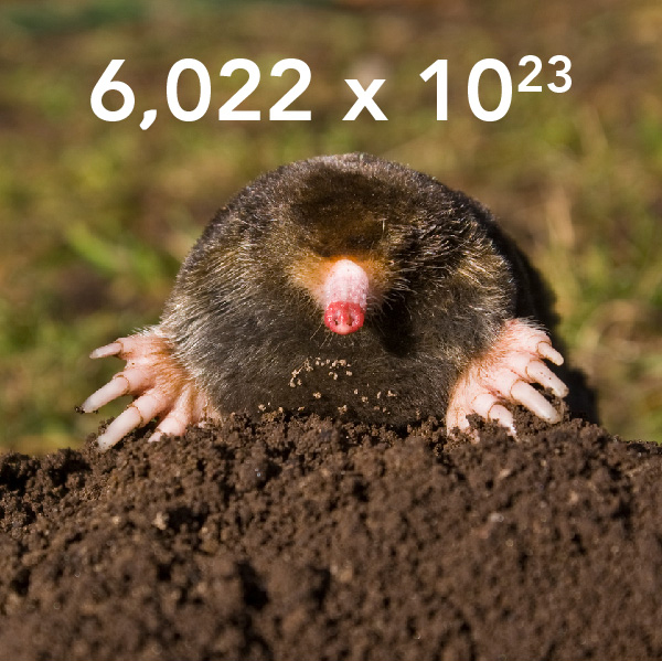 Une taupe et le nombre d'atomes ou molécules dans une mole