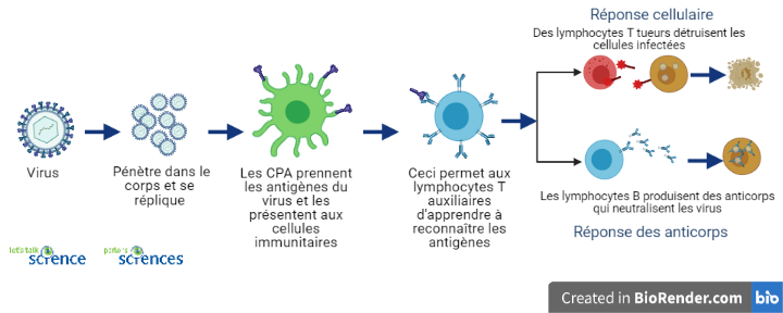 Étapes de la réponse immunitaire à un virus
