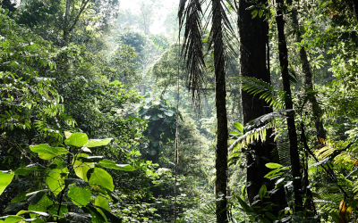 Forêt tropicale, près de la station de recherche La Gamba.