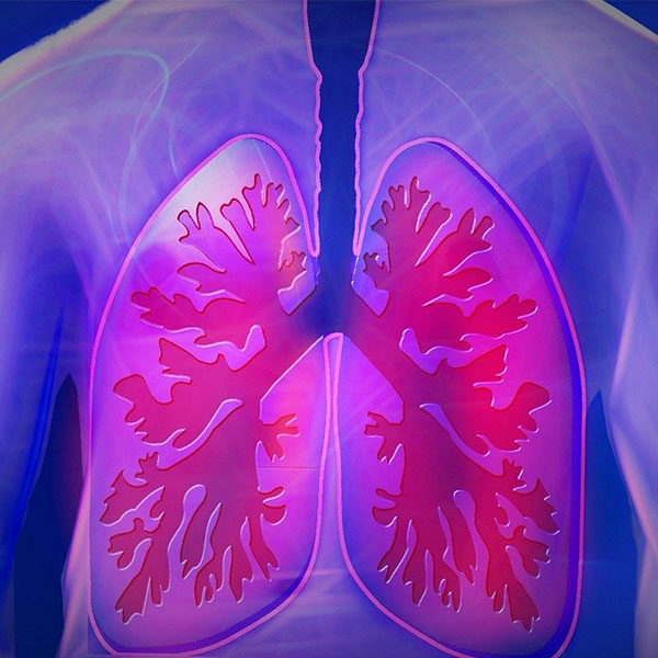 Illustration 3D des poumons humains