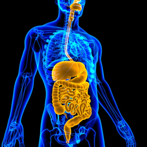 Une représentation 3D de l’appareil digestif humain