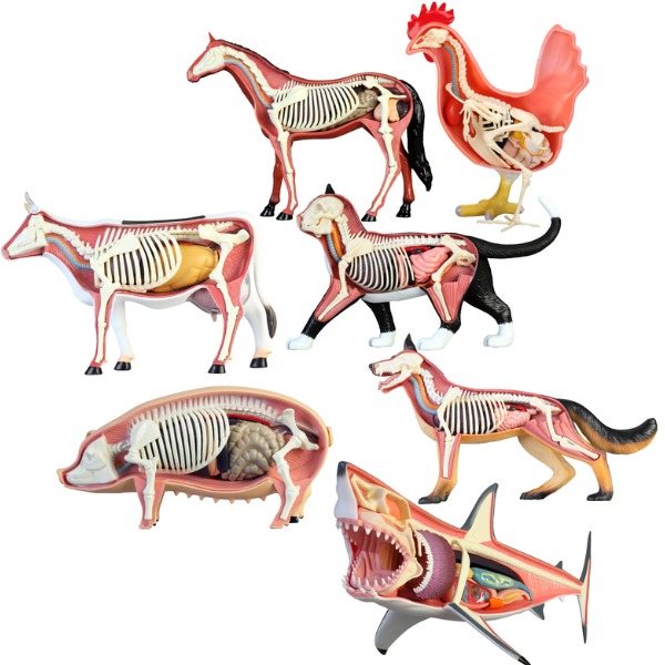 Images anatomiques de différents animaux