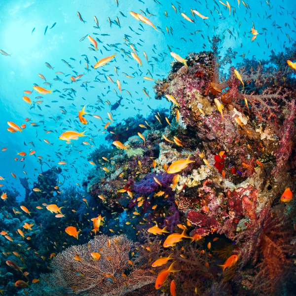 Les récifs de corail