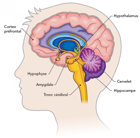 Coupe transversale du cerveau montrant l'emplacement du cortex préfrontal cortex et de l'hypothalamus