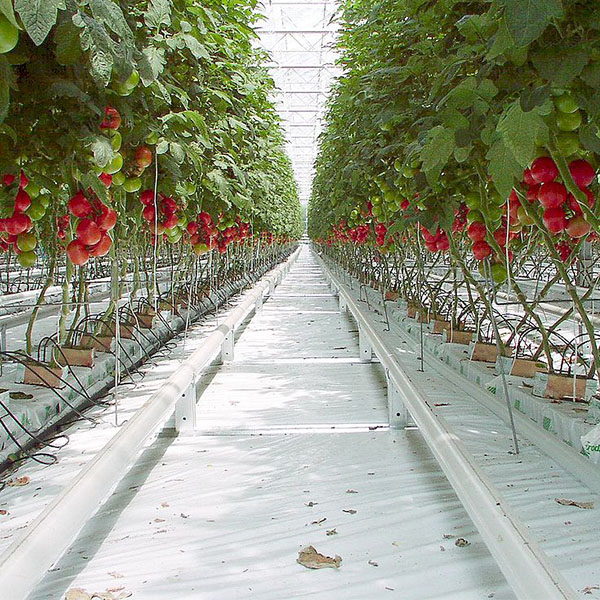 Plants de tomates cultivés dans une serre