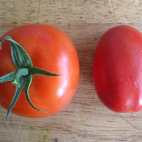 Trois types de tomates de formes et de tailles différentes