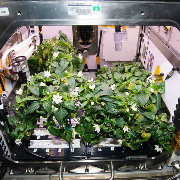 Plants de piments sur la Station spatiale internationale