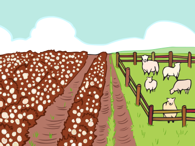 Champ de coton près d’un troupeau de moutons