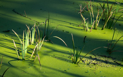 Eutrophisation dans un étang