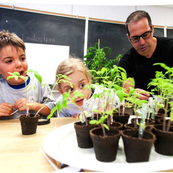 Des élèves et leur enseignant inspectent des plants de tomate