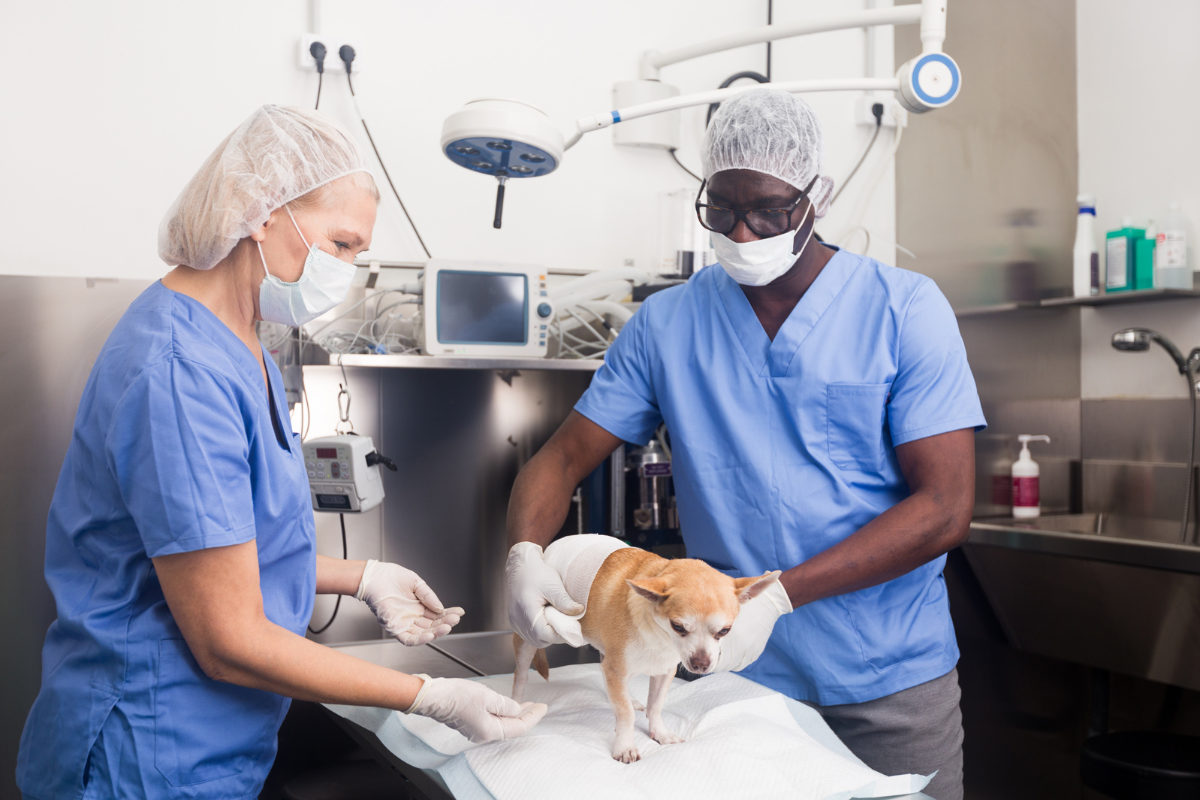 Des vétérinaires qui soignent un petit chien