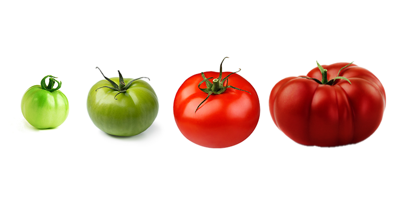 four tomatoes in varying size and ripeness
